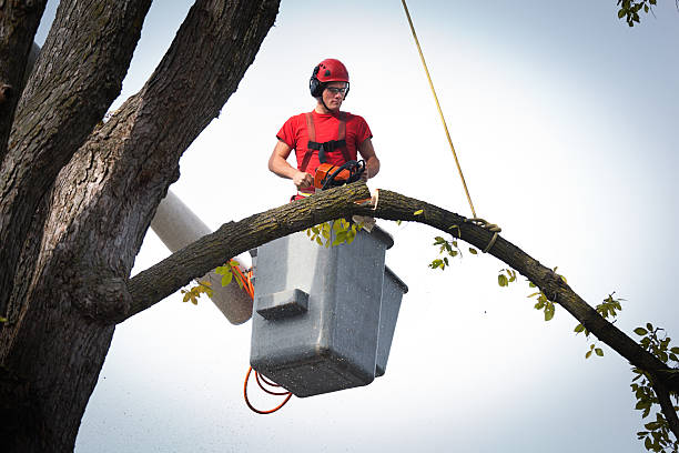 Tree Health Inspection in Sherwood, OR